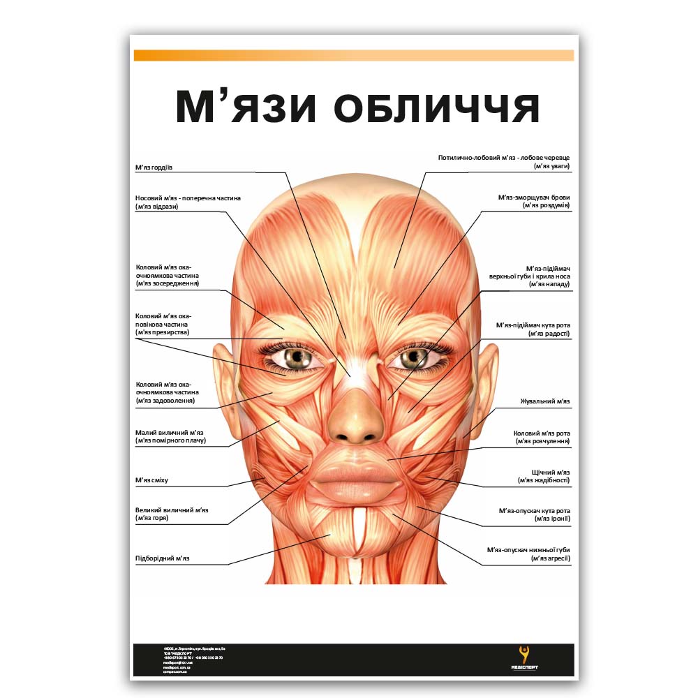 Плакат "Мышцы лица" Медіспорт