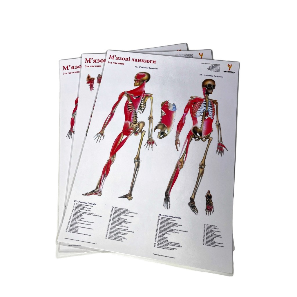 Комплект плакатов "Мышечные цепи" (с 3 частей) Медіспорт