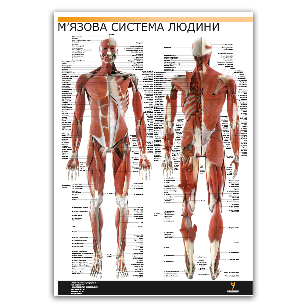 Плакат "Мышечная система человека" (разрез мышц) Медіспорт