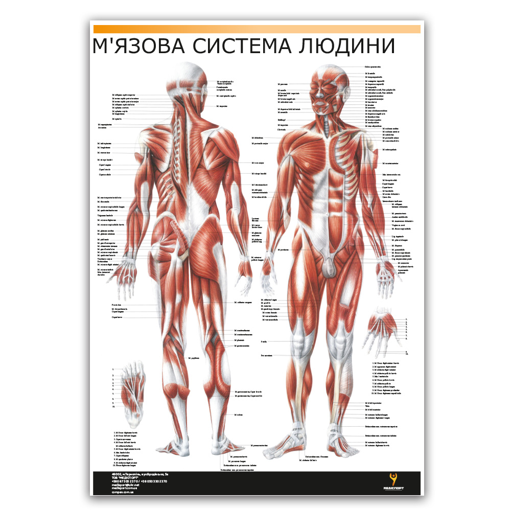 Плакат "М'язова система людини" Медіспорт