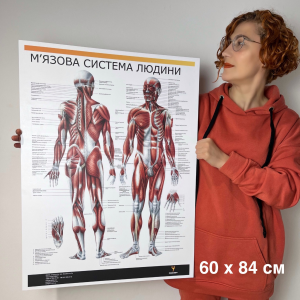 Плакат "М'язова система людини" Медіспорт