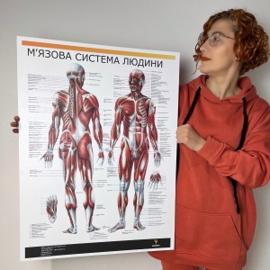 Плакат "М'язова система людини" Медіспорт