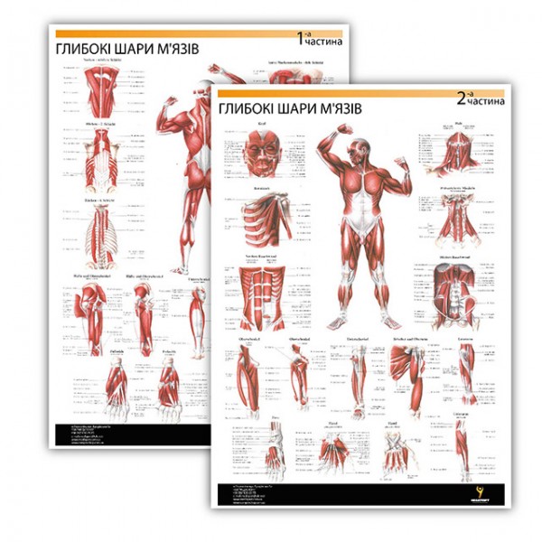 Комплект плакатов "Глубокие слои мышц" (с 2 частей) Медіспорт
