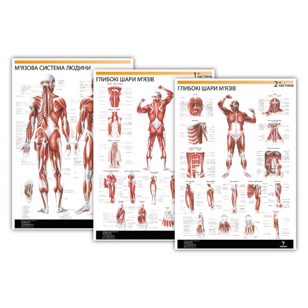 Комплект плакатів "М'язи людини" (з 3 частин) Медіспорт