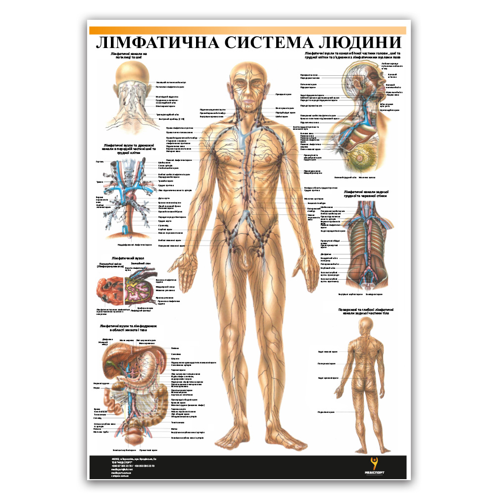 Плакат "Лимфатическая система человека" Медіспорт
