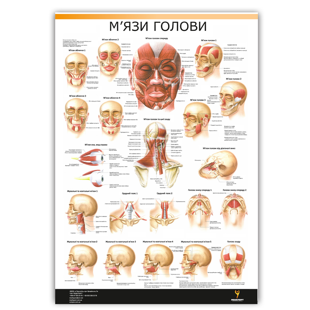 Плакат "Мышцы головы" Медіспорт